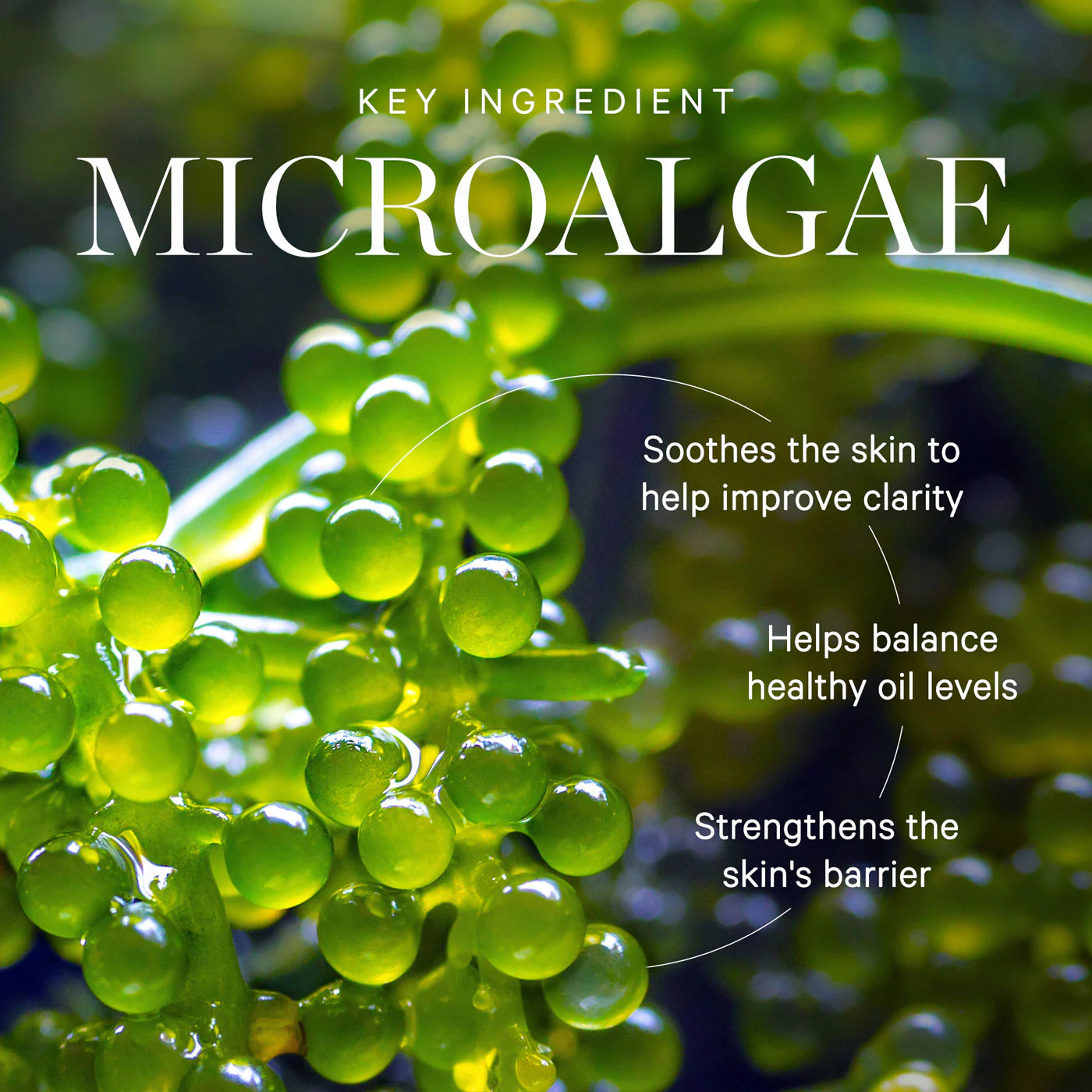 Active Algae Minty Mist - Image 5